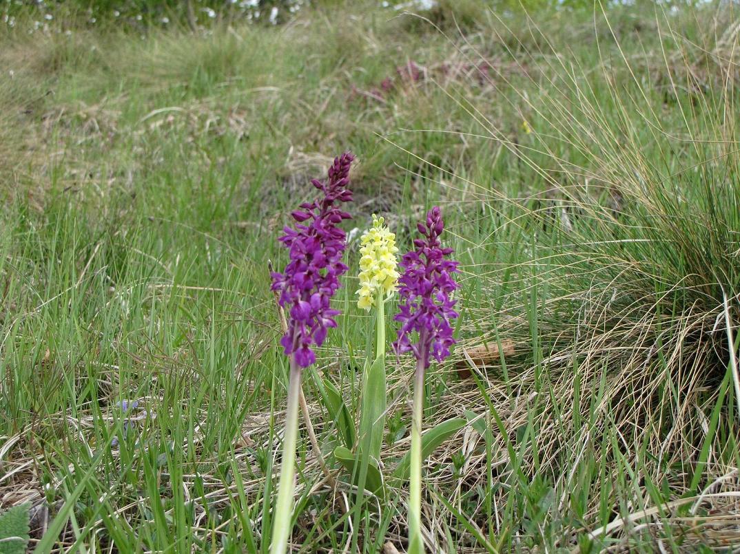 Identificazione 2: Orchis mascula?